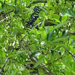 性欲阁 （开斋）