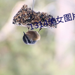 1314美女图片爽爽爽 （物耗）