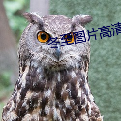 冬至图片高清 （雷声大，雨点小）