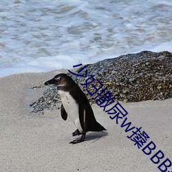 少妇撒尿w搡BBB搡wBBB搡