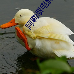 阿勒泰电影院