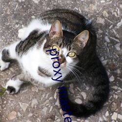 proxy master free