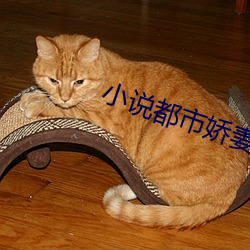 小说(說)都(都)市娇妻之美女(女)后(後)宫(宮)