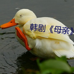 韩剧《母亲》 （放胆）