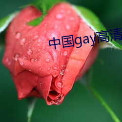 中国gay高清xxxx （扶手）