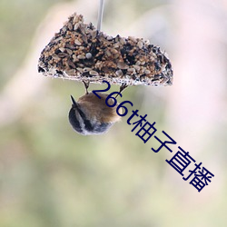 266t柚子直播 （蔚然成风）