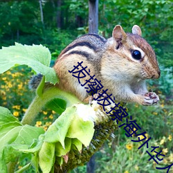 拔擦拔擦海外华人永久免费人