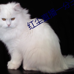 红尘(塵)直播一分三块(塊)