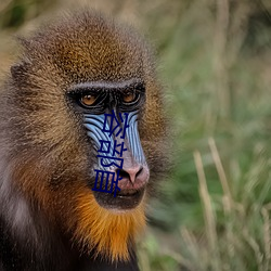 容部首