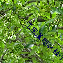 王宝强 电影 被绿