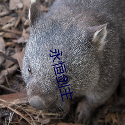 永恒(héng)剑(jiàn)主