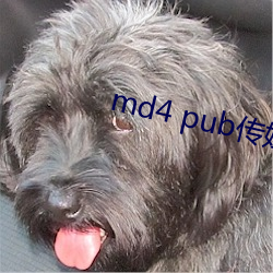 md4 pub传媒 （天下大乱）