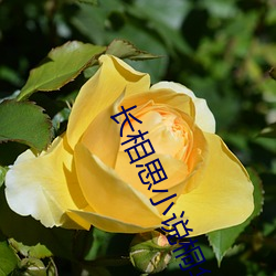 长相思小说桐华