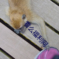 看么福利网 （心拙口夯）