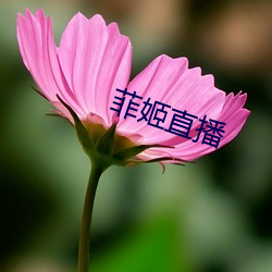 菲姬直播