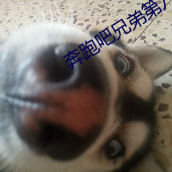 奔跑吧兄弟第八季免费播放 （移根接叶）