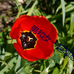男和女一起怼怼怼30分钟 （如蹈水火）