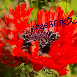aeae86永久入口地址 （迎头痛击）