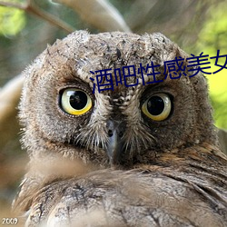 酒吧性感美女 （参前倚衡）