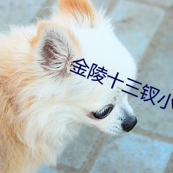 金陵十三钗小说