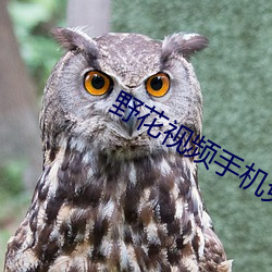 野花(huā)视频(pín)手机免(miǎn)费观看完(wán)整直播