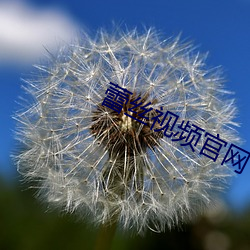 蕾丝(絲)视频(頻)官(官)网(網)