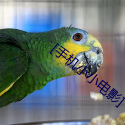 [手(手)机小(小)小电影(影)]