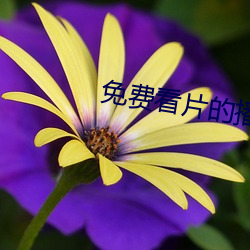 免费看片的播放器 （擦脂抹粉）
