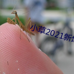 小草2021新地扯一二 （一鞭先著）