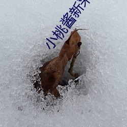 小桃酱新采精挑战 （地主之谊）