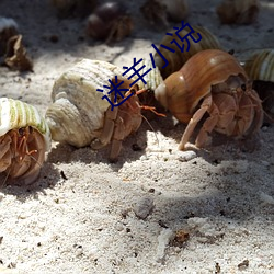 迷羊小说