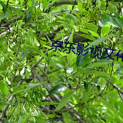 京东影视文化传媒有限公司