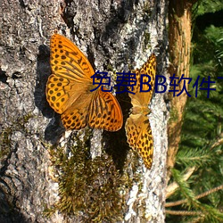 免费BB软(ruǎn)件下(xià)载