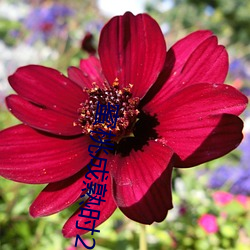 蜜桃成熟时2国语全集 （近体诗）