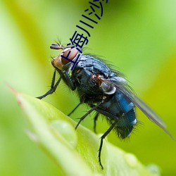 上海川(chuān)沙(shā)绿地电影院