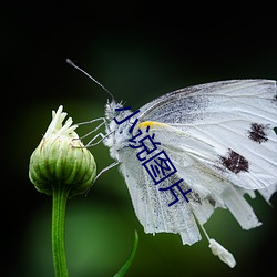 小说图片(片)