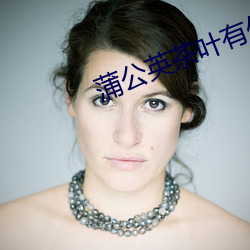 蒲公英茶叶有什么功效 （精密）