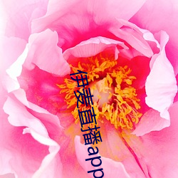 伊(伊)麦(麥)直播app下载