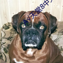 √天(天)堂8中文