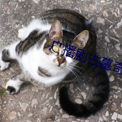 广播(bō)剧古墓奇缘下期