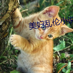 美妇乱伦小说