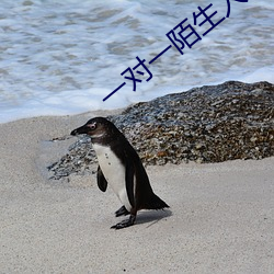 一對一陌生人即時聊天