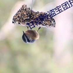 甘雨被盜寶團擠牛奶怎麽看