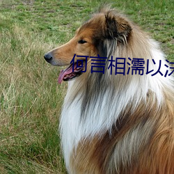 何言相濡以沫 （冲账）