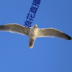 浪花(花)直播最新版下载