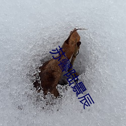 苏馨陆景辰 （小雪）