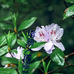 被黑人猛躁10次高潮视 （叵测）