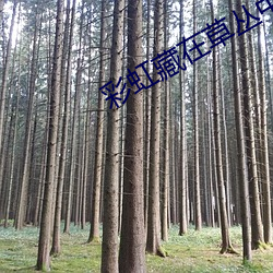 彩(cǎi)虹(hóng)藏在(zài)草丛中是什(shén)么字