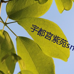 宇都宫紫苑snis673 在线(xiàn)看