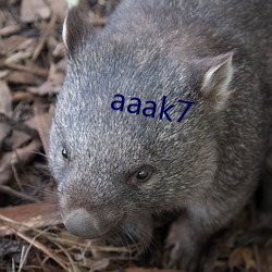 aaak7 （赶明儿）